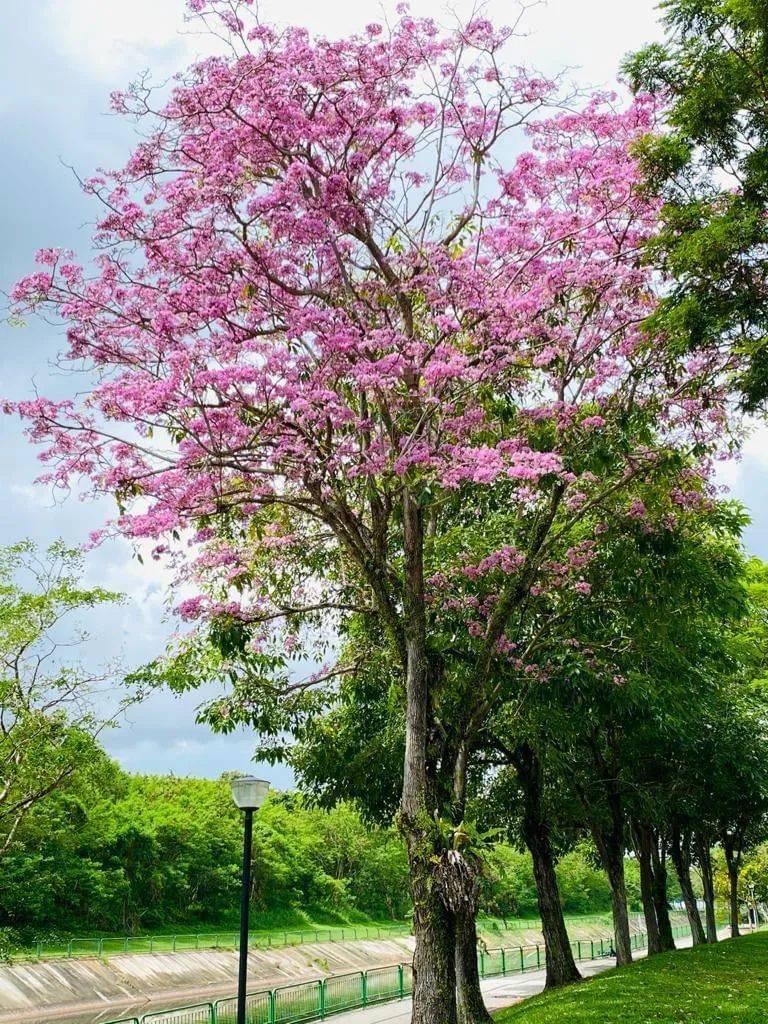新加坡這些“櫻花公園”火了！$2起限定美食，別讓粉色季節白白溜走啦