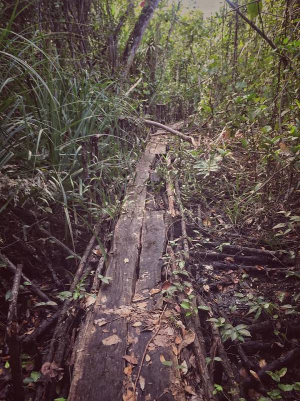 新加坡Coney Island废弃别墅,摇摇欲坠木桥小路,抓摸不清的寻访路线!🤨