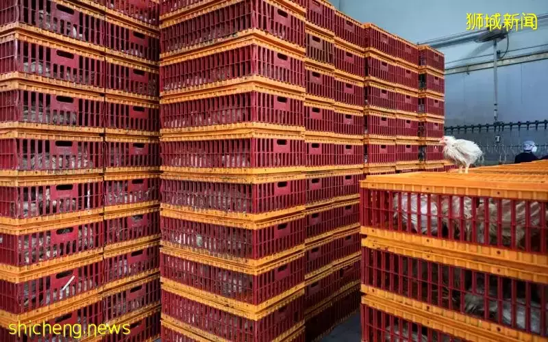 新加坡食品局：密切关注马国禁出口生鸡影响