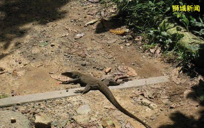 一起爬山吗?放心,新加坡没有张东升