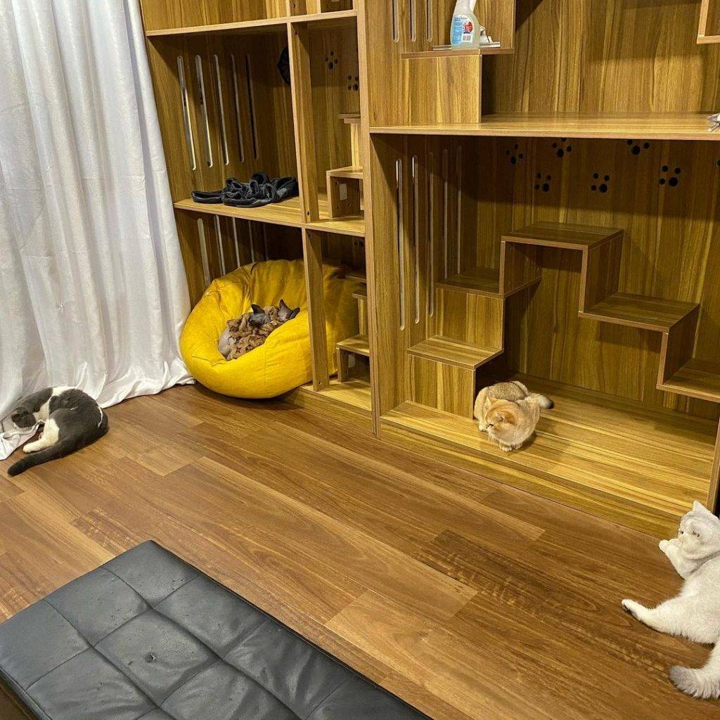 撸貓聖地🐈貓咪體驗館The Cat Place🐱現場沉浸吸貓,鏟屎官們必報到✨