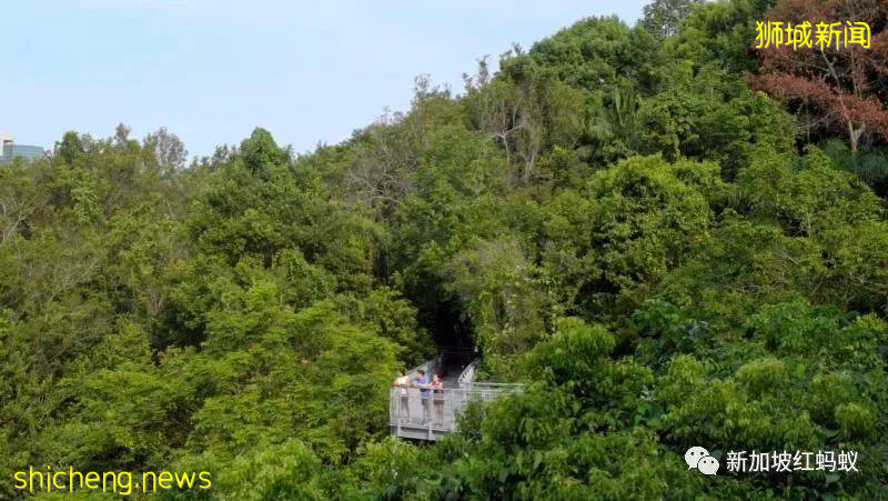 美麗和畸形並存：新加坡忙種樹也忙砍樹!