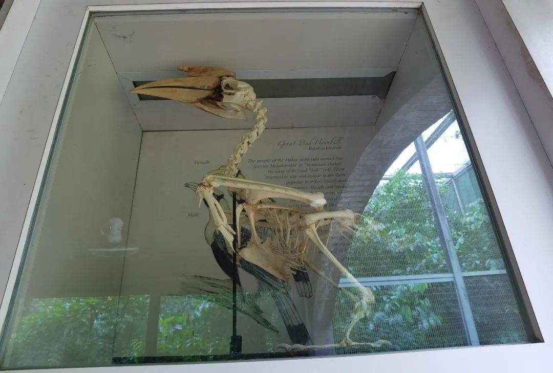 免費送票!帶倆娃嗨翻亞洲最大飛禽園,400多種5000多只鳥,一路驚喜不斷