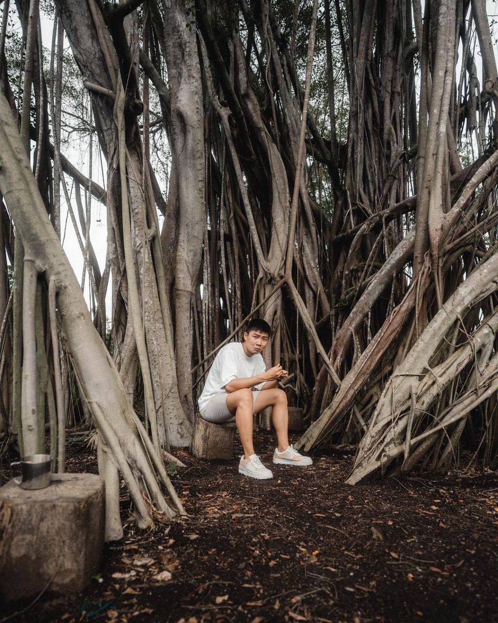 新加坡最美网红树打卡合集🌴壮观古树、根深叶茂,感受大自然的魅力📷