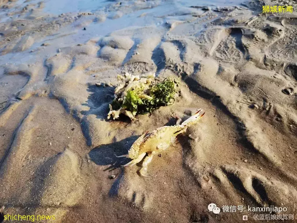 去樟宜海滩赶海吧,那里有最美的日出和从未见过的海洋生物