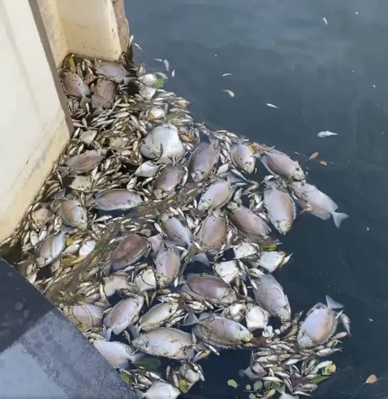 罕見!新加坡聖淘沙這條河變成了粉色,驚現大批死魚!39年創記錄暴雨太作了
