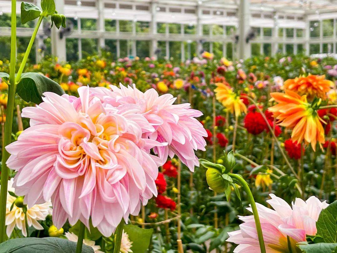 濱海灣花園新春花卉展【大麗花之夢】，1月15日開幕！喜氣洋洋迎牛年