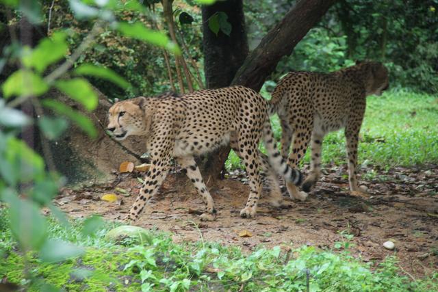 世界十大动物园之一：新加坡动物园，确实不一样