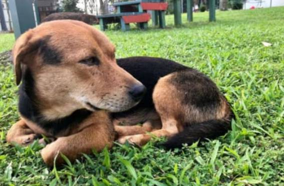 是什麽樣的“導遊犬”離世後，衆多網民建議爲它設立紀念碑