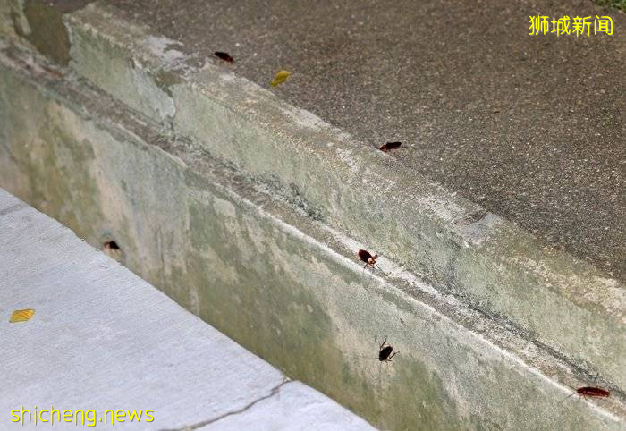 獅城惡心溝渠 “蟑螂王國”嚇壞路人