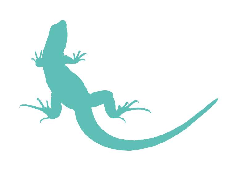 突發！這個海灘驚現一群巨型椰子蟹，還搶燒烤吃！新加坡也被鳄魚、蜥蜴、蟒蛇、水獺、猴子、野豬、野雞嚇到過