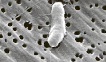 网传清理生虾被刺伤导致截肢!一起来看看啥情况