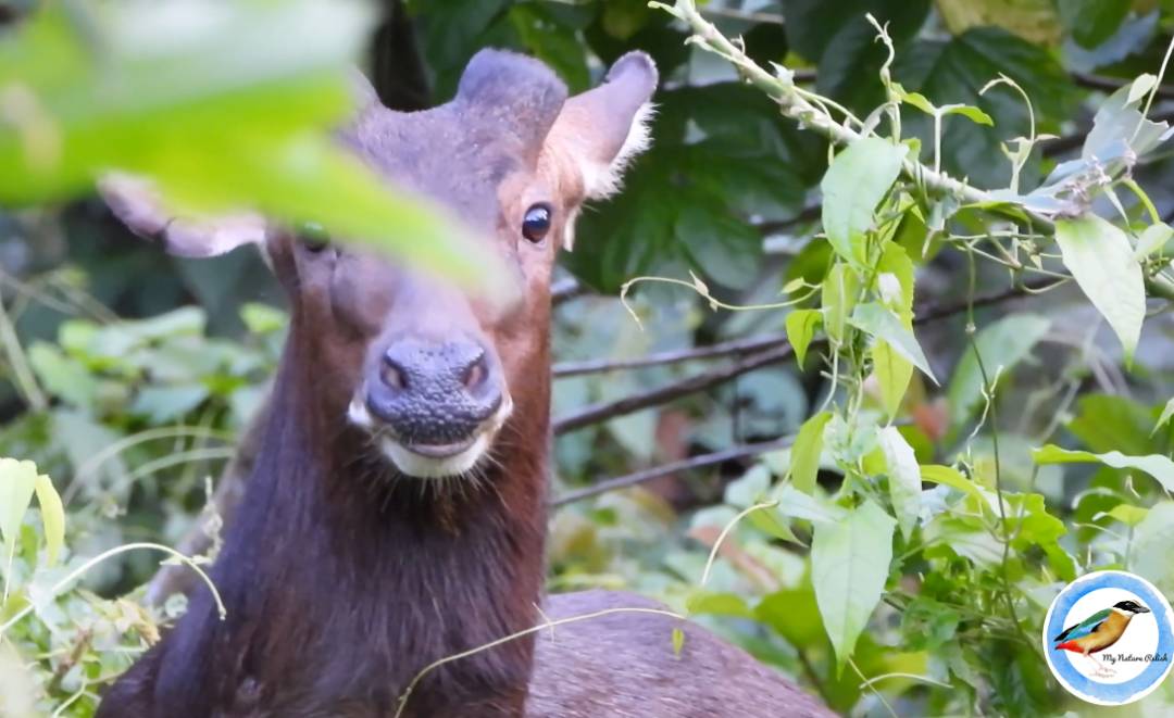新加坡蓄水池出現恐怖形狀的怪物魚!怎麽來到新加坡的