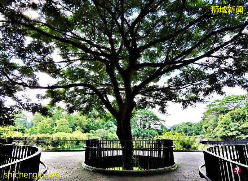 義順組屋新鎮有今天的發展規模，故事得從這個與實裏達河共生並存的春葉自然公園說起