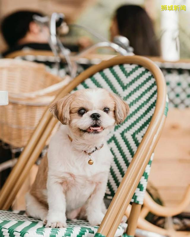 一口吃掉松软轻盈的云朵!狮城美味的舒芙蕾松饼都藏在了这里