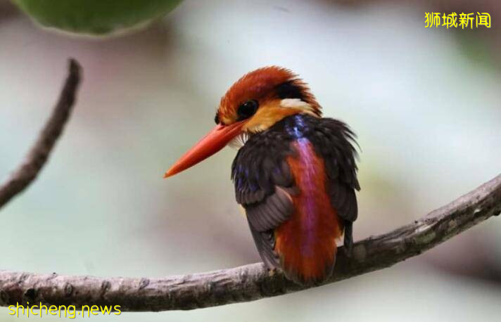 新加坡公园发生诡异一幕,罕见三趾翠鸟飞入池塘后“蒸发不见”