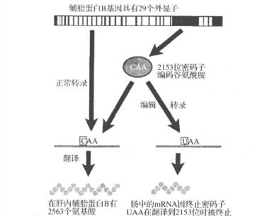 国大学者发现癌症形成新机制,人类离攻克癌症还有多远