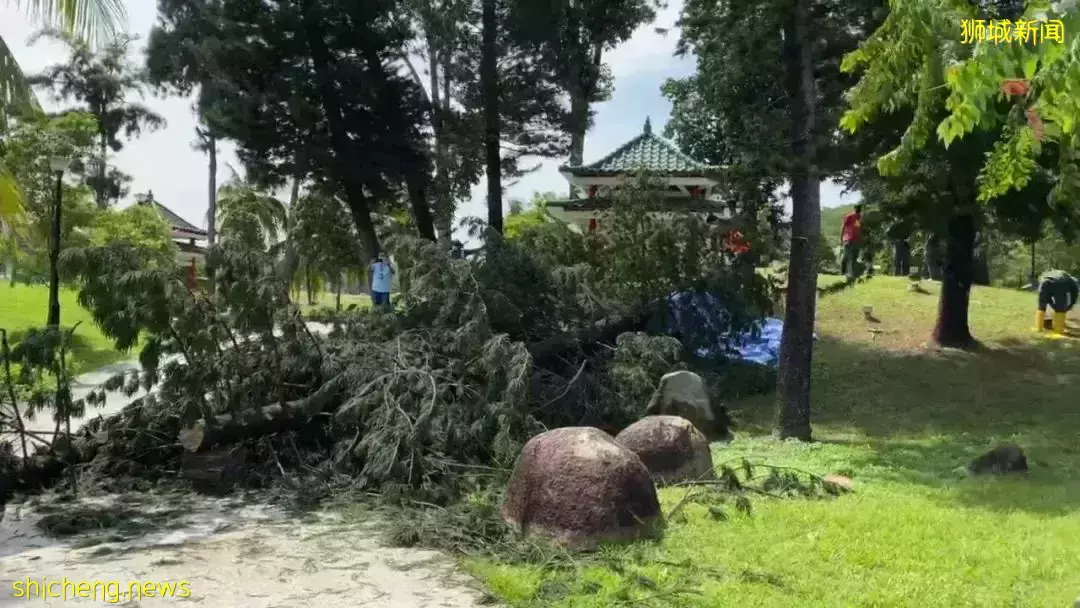 新加坡司機暴雨驚魂!4層樓高大樹砸穿擋風玻璃,直插眼前