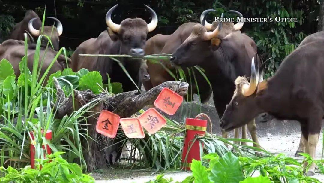 新加坡總理李顯龍魔性拜年視頻火了！各部長花式拜年，竟有財神爺上門討債