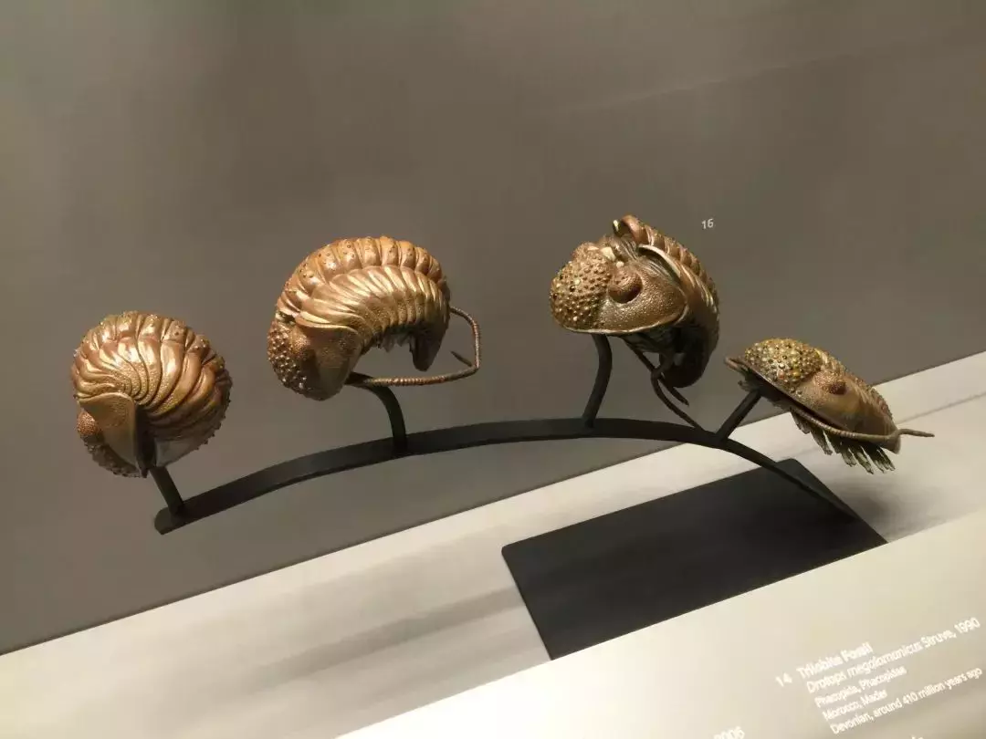 你見過熱戀中的水獺嗎