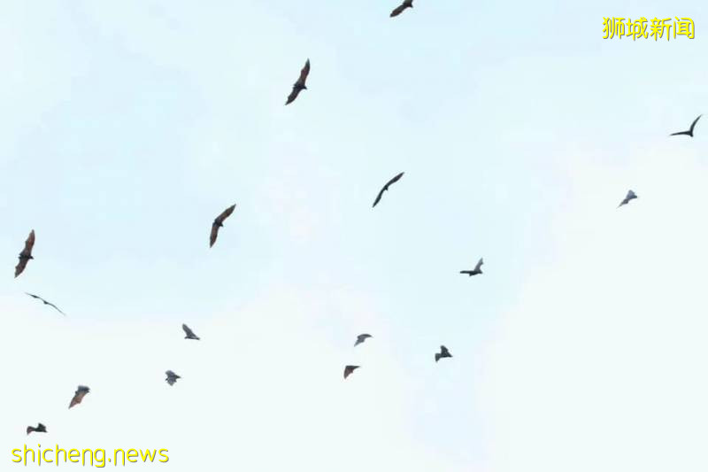 新加坡濱海灣海上驚現奇景！上百只蝙蝠飛過組屋區!