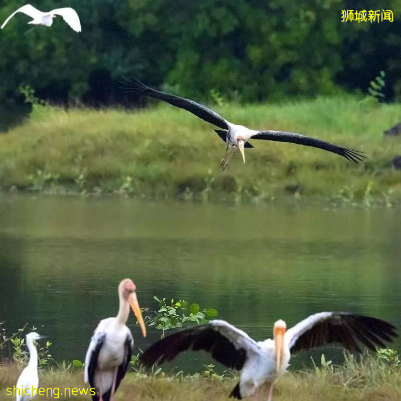 美如畫卷的新加坡，等你來!