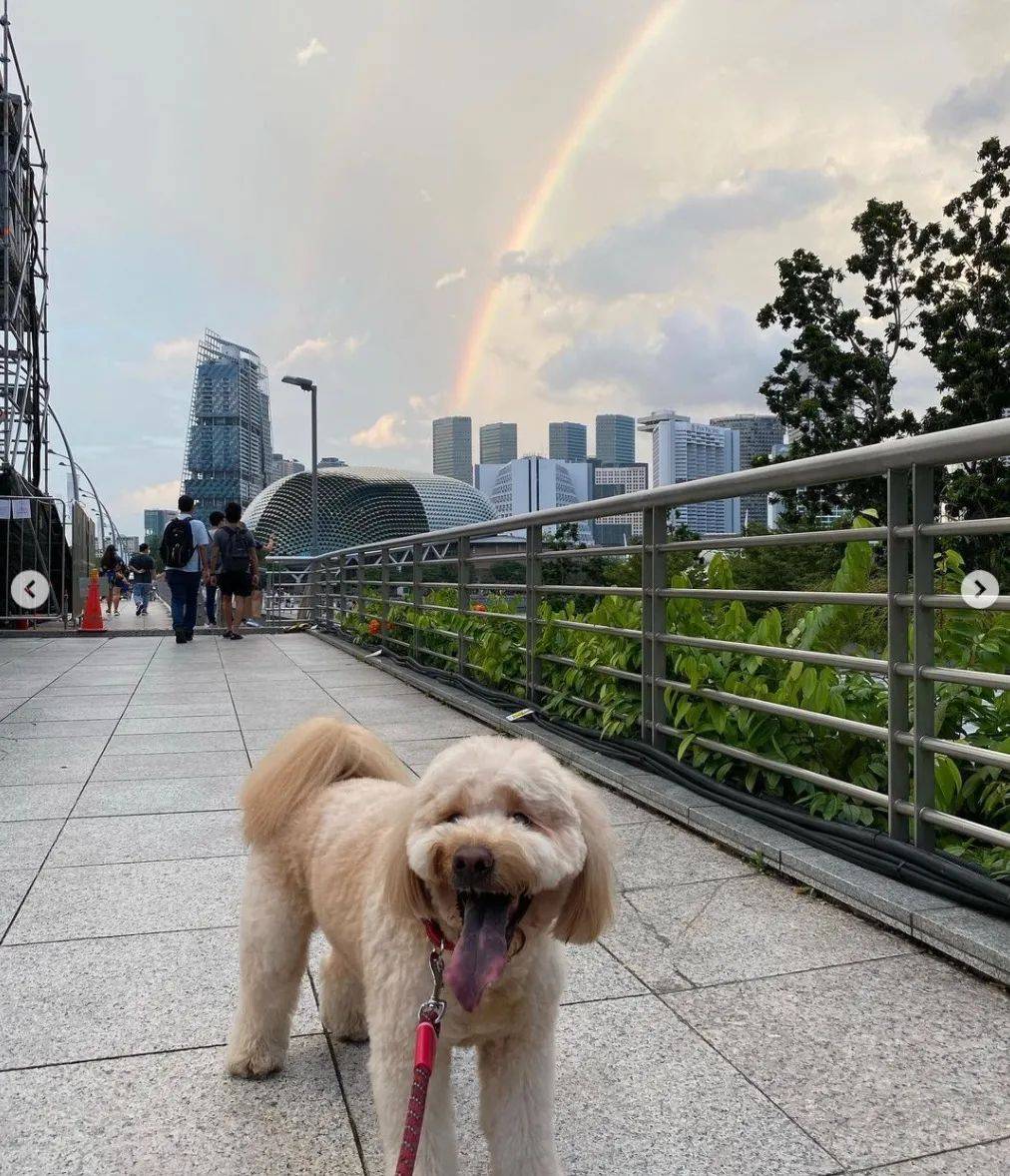 最新报告！今年，新加坡至少15万人离开，1万多家店倒闭