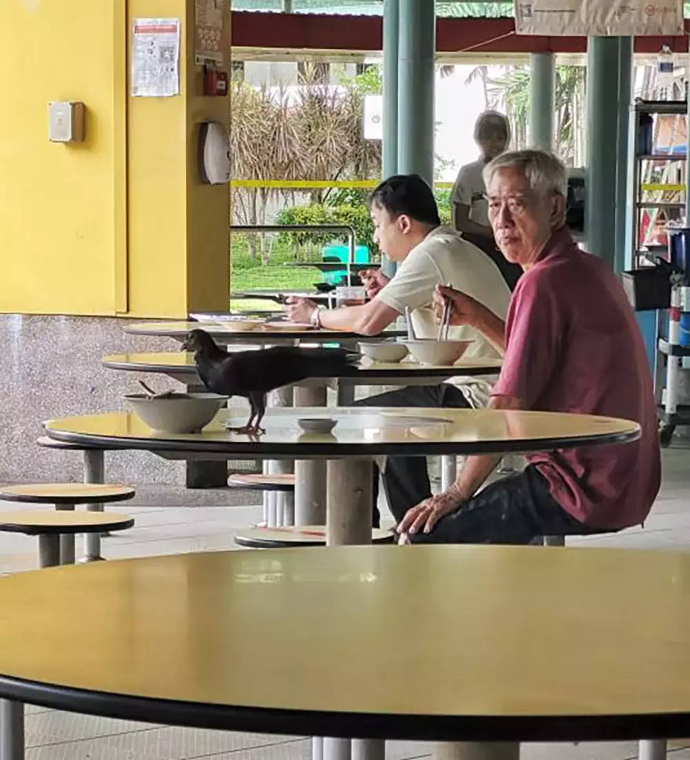 狮城巴刹熟食中心鸽子八哥猖獗 碗盘收集站:鸟粪从天降