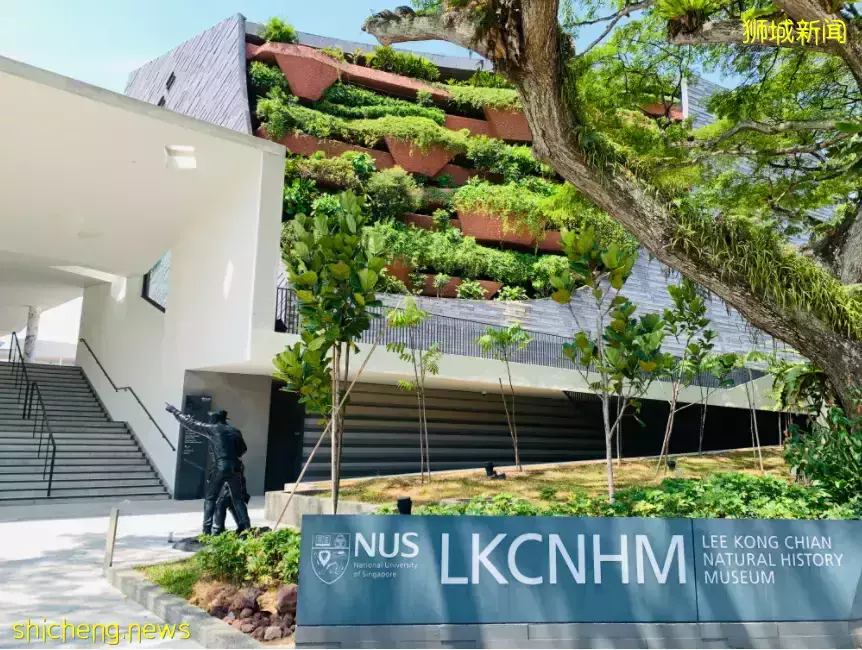 在新加坡，你見過熱戀中的水獺嗎