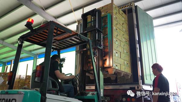 46000吨台湾凤梨被中国大陆拒之门外!其中25吨下周运抵新加坡