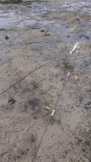 数十只幼年礁鲨、螃蟹、鱼在新加坡外岛被长500米刺网勒死