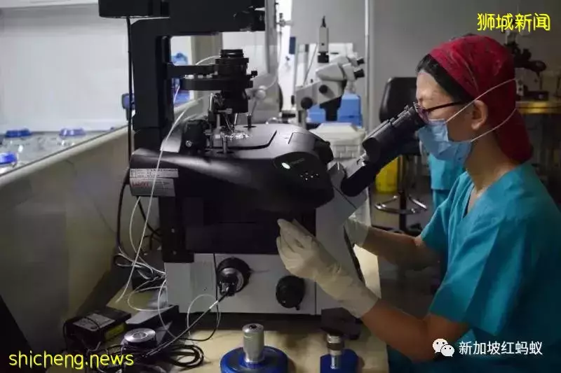 新加坡将允许21至35岁已婚或单身女性冻卵,但设下两大限制