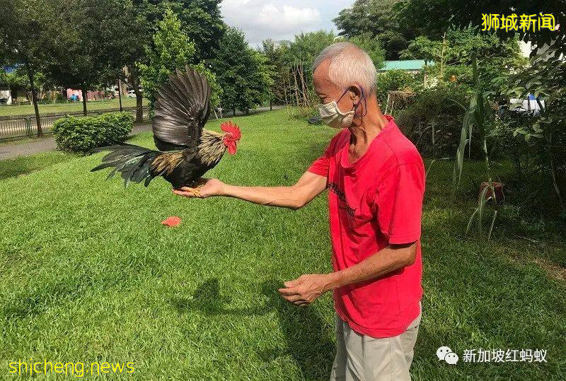 如何在新加坡政府組屋享受“田園生活”的幾點建議