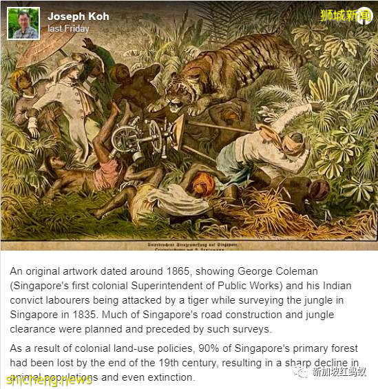新加坡曾闹近百年虎患,一年300人被咬死 重赏打虎后终将之灭绝