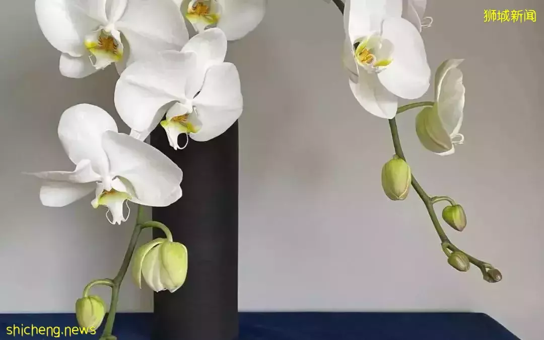 鮮花在熱帶也能養1個月？資深花友新加坡買花、養護大揭秘