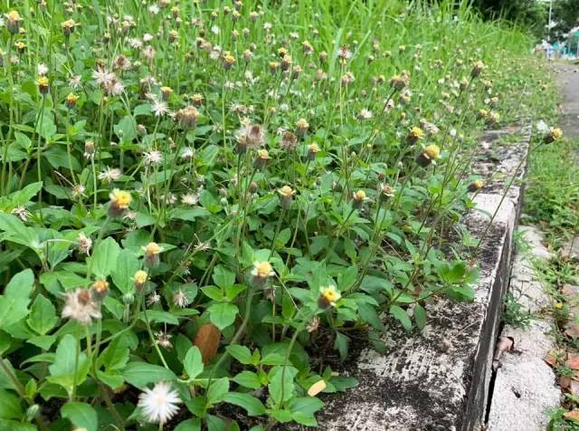 新加坡一直除草,光禿禿有更美