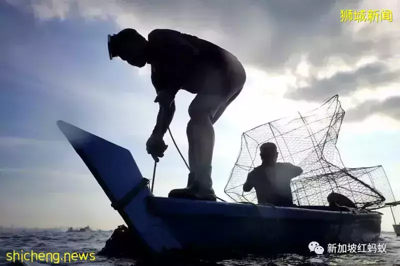 新加坡竟有26%海产被贴错标签 鲨鱼被标成海鲂、齿鱼标为鳕鱼