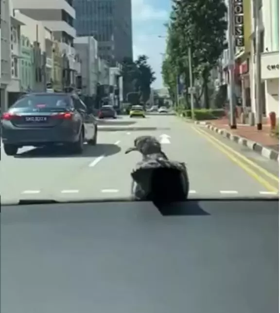 新加坡“劳斯莱鸽”走红，比“劳斯莱斯”拉风多啦