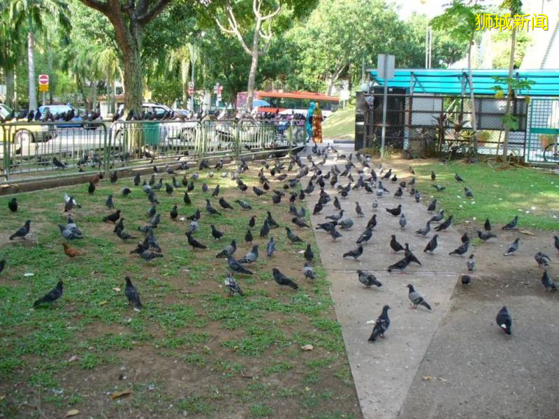 我要报警!新加坡的野猴冲进超市抢面包,惊呆路人