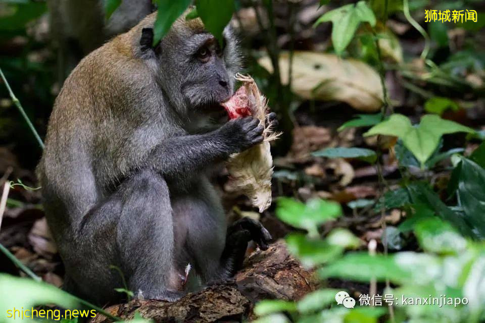 血淋淋!猕猴丛林内正大光明啃野鸡