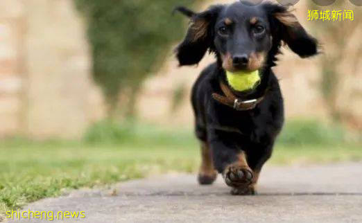 三只染疫猫咪被安乐死!宠物染病该何去何从