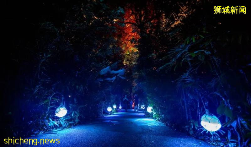 新加坡動物園沉浸式多媒體夜行體驗“RAINFOREST LUMINA”|CAAPA周末分享!