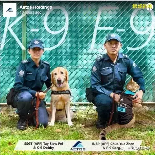 新加坡機構和企業獻上“最強愚人節惡搞”