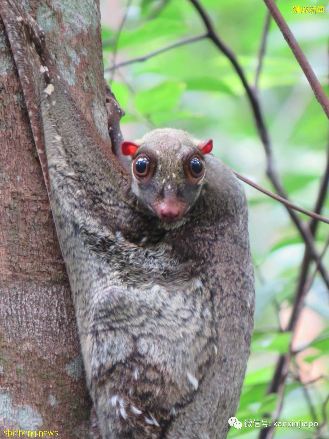 偶遇新加坡神奇生物，水汪汪大眼简直萌化人心