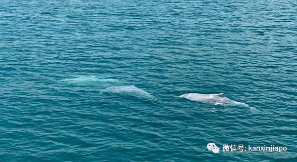 濒临绝种的粉红色海豚,现身新加坡南部海域