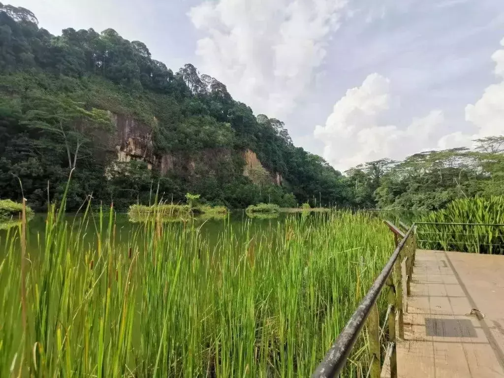 隐藏秘籍！新加坡26条远足路线：寻找长尾猕猴、红毛丹种植园，眺望最美海峡