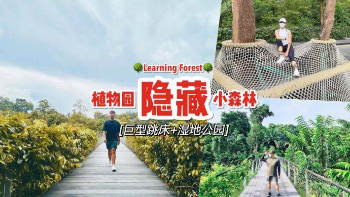 新加坡植物园探秘🤫 小众森林Learning Forest多处美景待解锁💫 沼泽木板步道、悬空吊网巨好玩