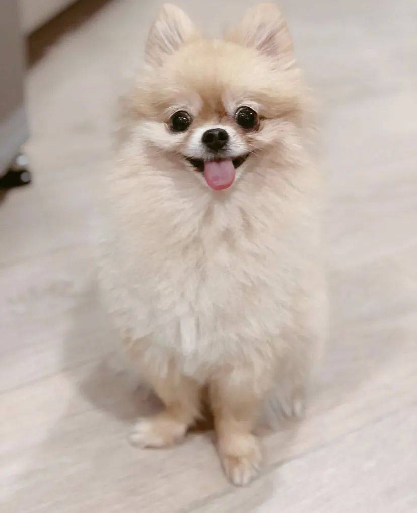 治愈系的它看一眼就愛不釋手！新加坡撸貓撸狗地圖來咯