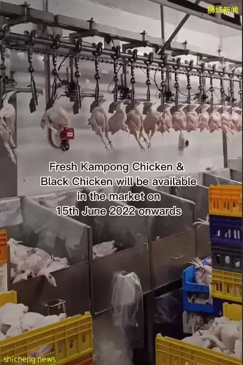 禁令解除!今天,新加坡又有鲜鸡肉了,猫山王榴梿也低至5新币