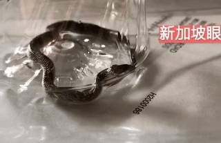 最近请注意周围，新加坡社区看到了至少4条蛇